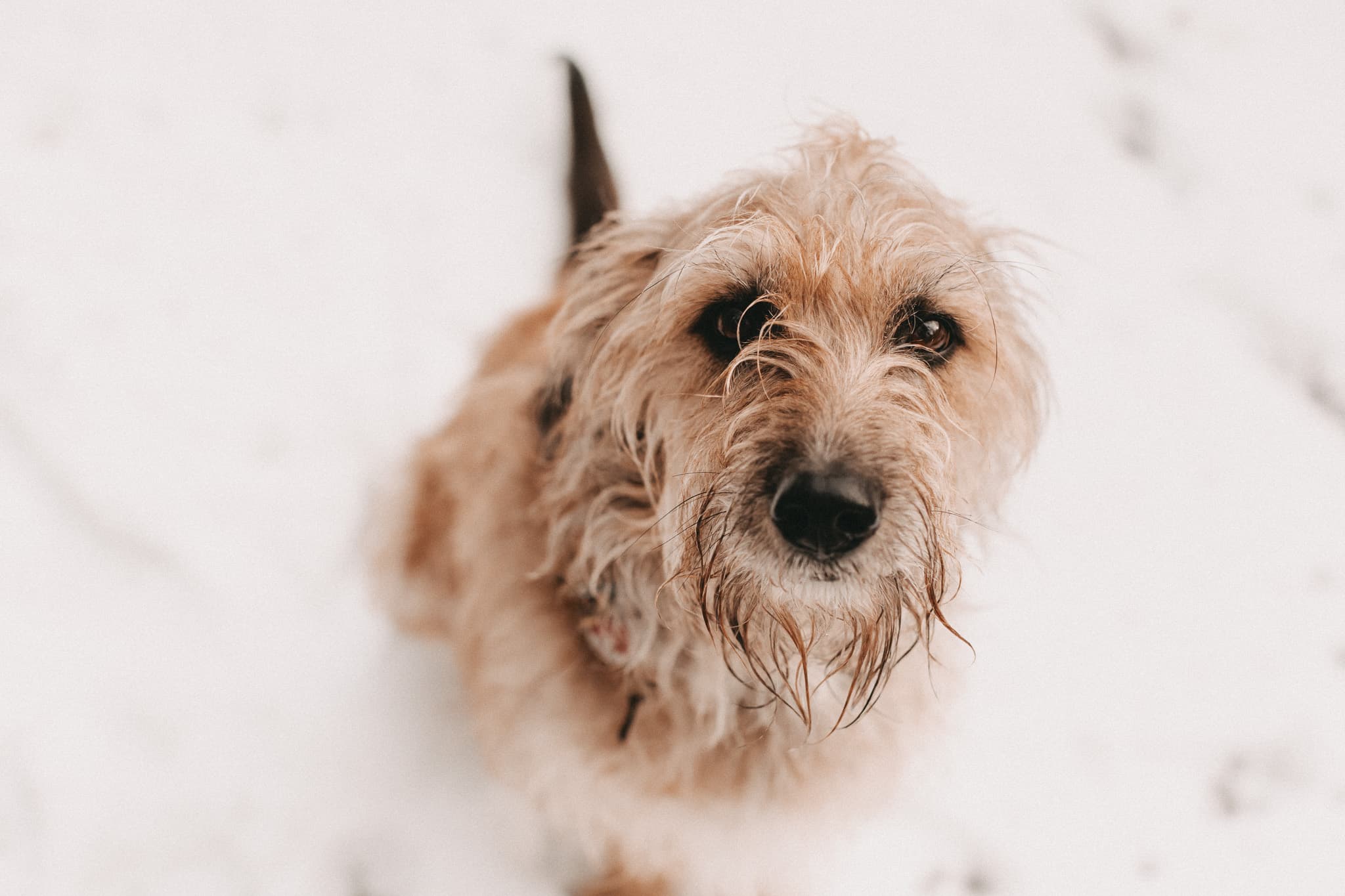 Hund